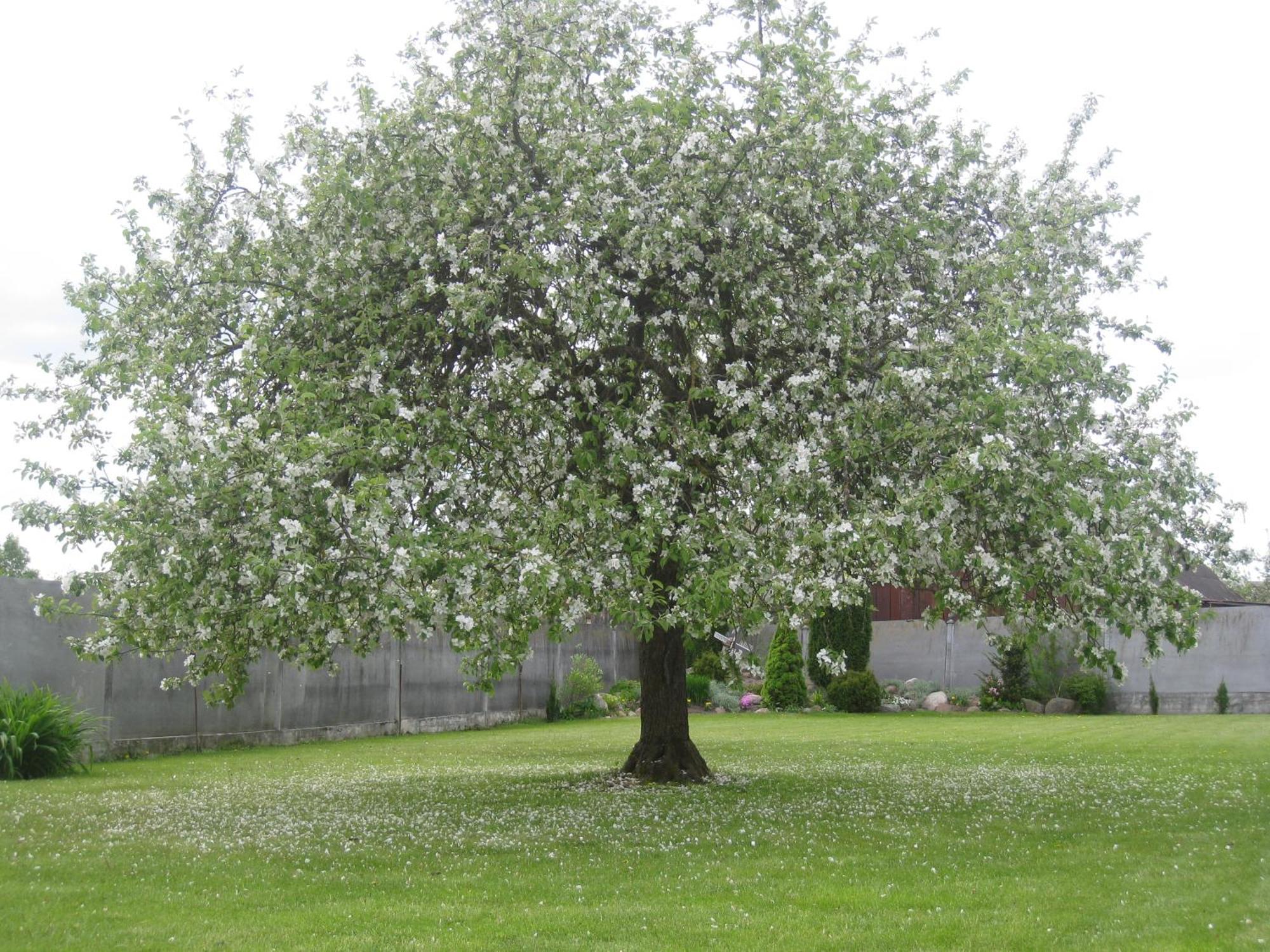 Stasio Balseviciaus Homestead Raudonė Exteriör bild